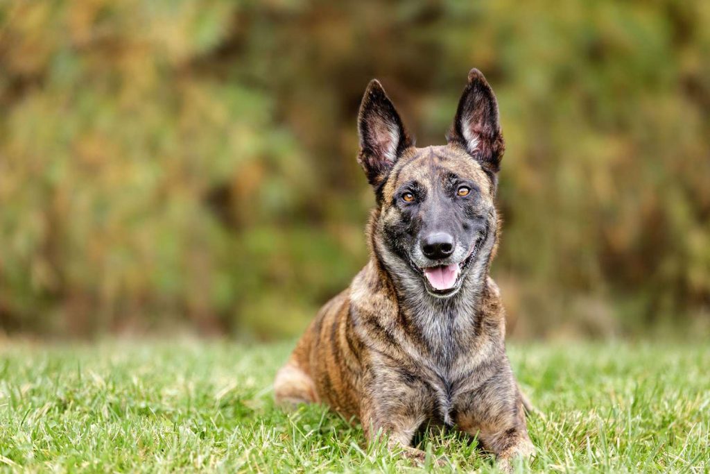 Dutch Shepherd Dog Inhaling clean air enhances overall health