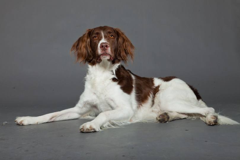 Drentse Patrijshond Dog Breed: Info, Pictures, Care
