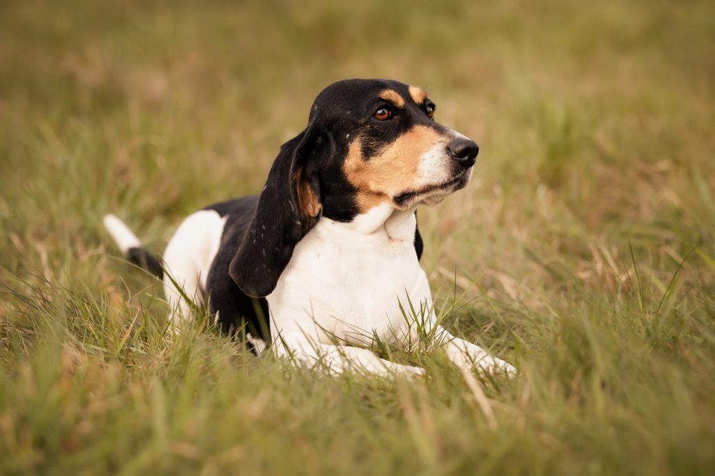 Schweizerischer Niederlaufhund Dog Clean air is beneficial for one's health.