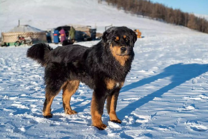 Bankhar Dog training on snow