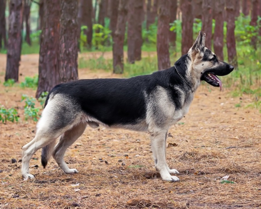 East European Shepherd Dog Inhaling clean air