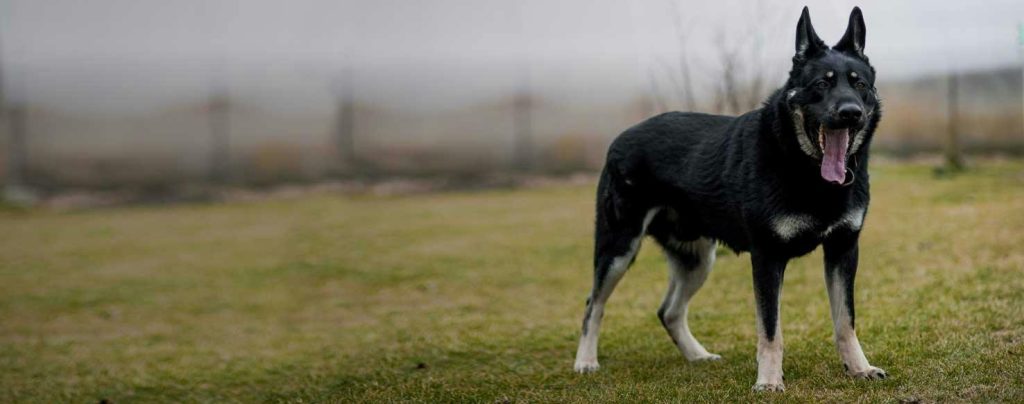 East European Shepherd Dog barking on stranger