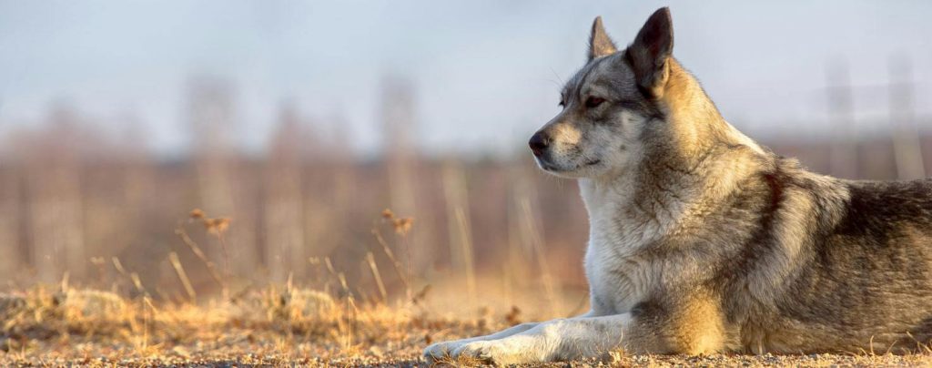 East Siberian Laika Dog Inhaling clean air
