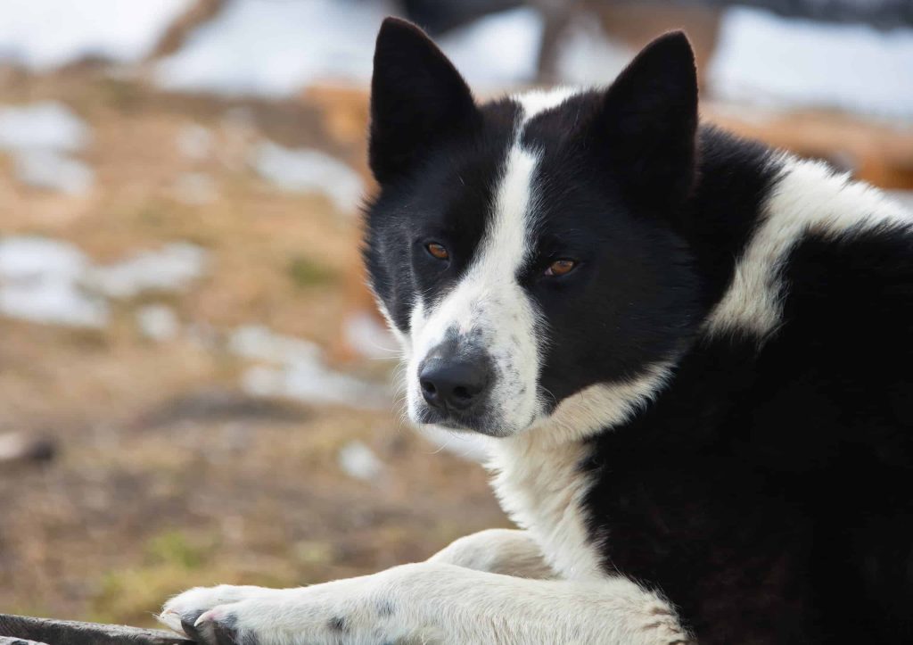 East Siberian Laika Dog