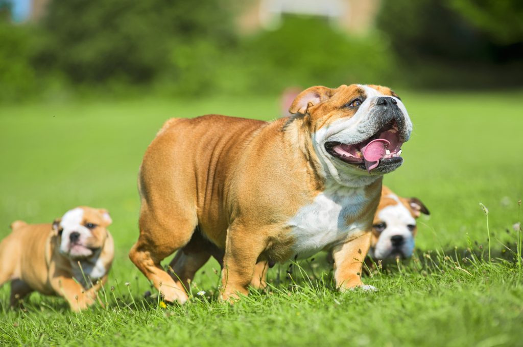 Important things about English bulldog