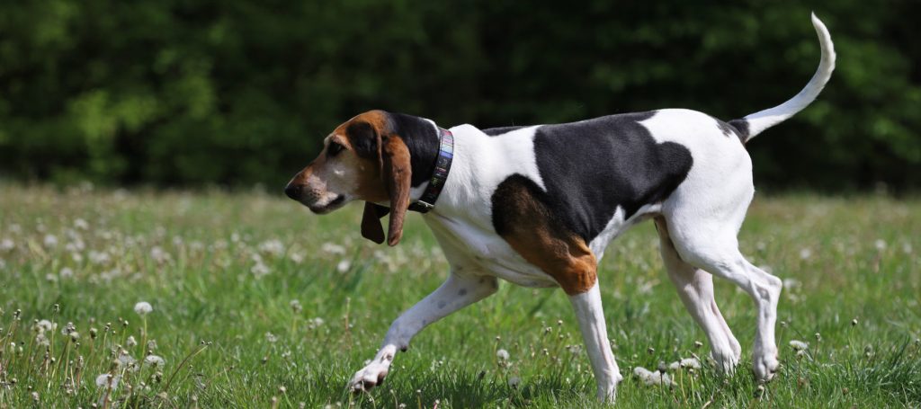 English Foxhound Dog walk exercise