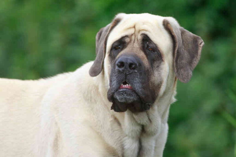 Assyrian Mastiff Dog Breed Information, Puppies & Breeders - Dogs Australia