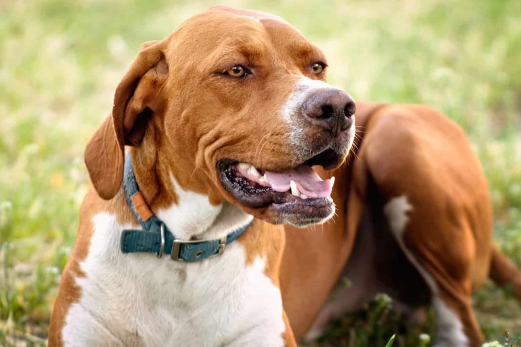 English Pointer Dog good and healthy