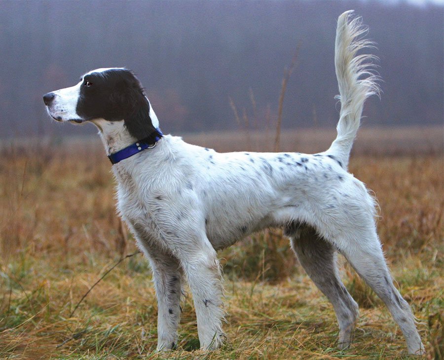 English Setter Dog Breed Information
