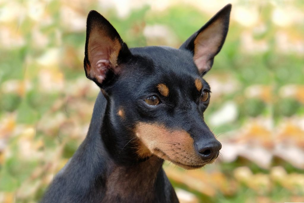English Toy Terrier (Black & Tan) Dog happy and healthy