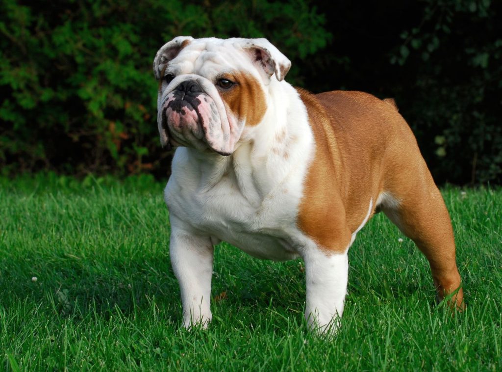 English Bulldog / British Bulldog Dog
