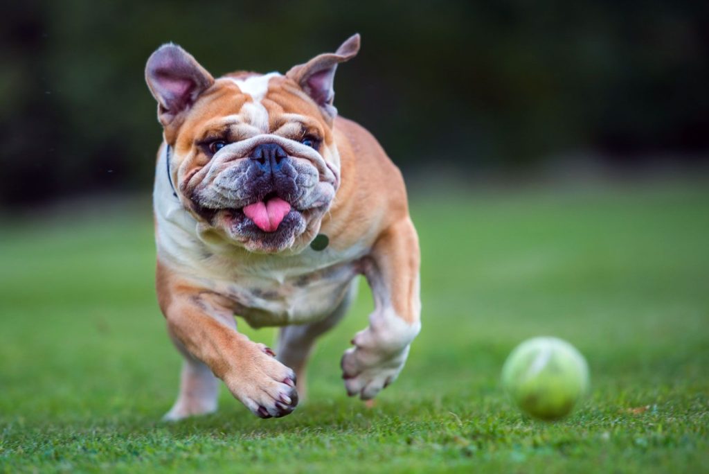 Bulldog Dog training with ball