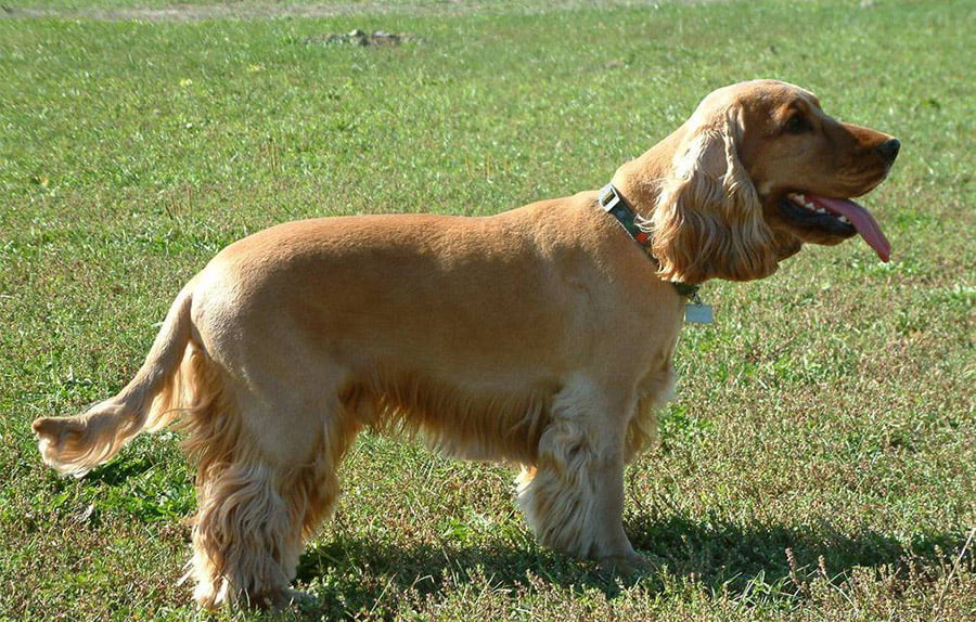 English Cocker Spaniel Dog Breed Information