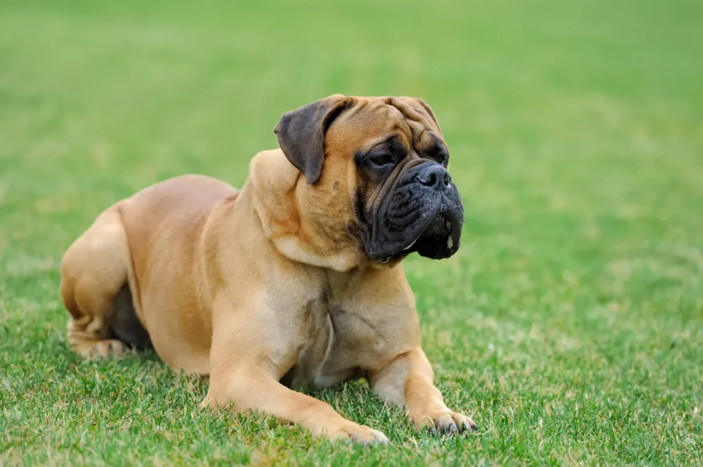 Assyrian Mastiff Dog ready for training 