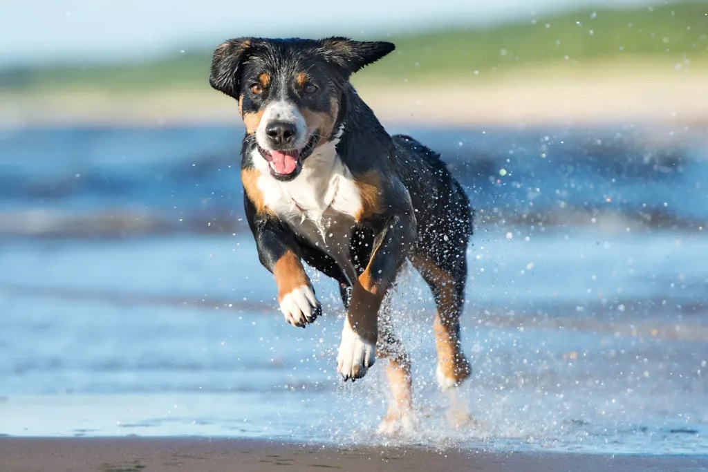 Entlebucher Mountain Dog or Entlebucher Sennenhund Dog running exercise on beach