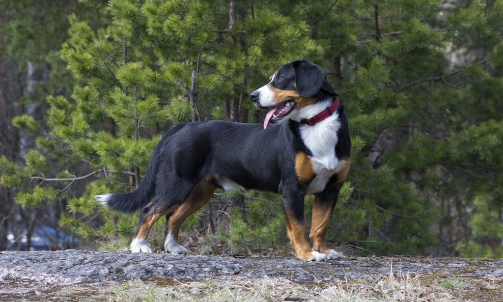 Entlebucher Mountain Dog or Entlebucher Sennenhund Dog