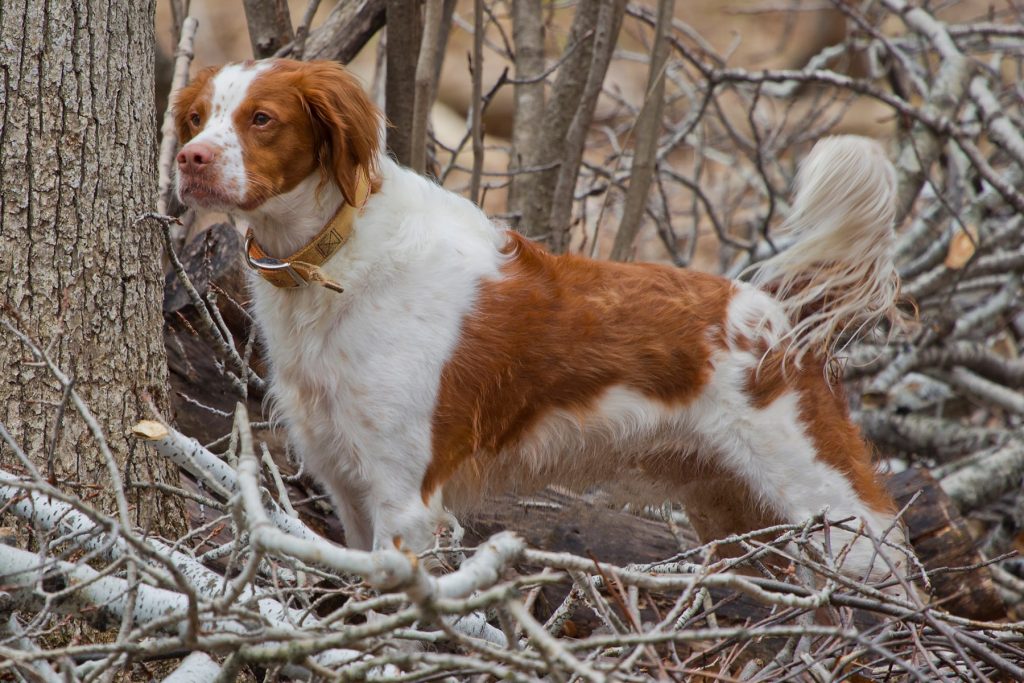 Epagneul Breton Dog