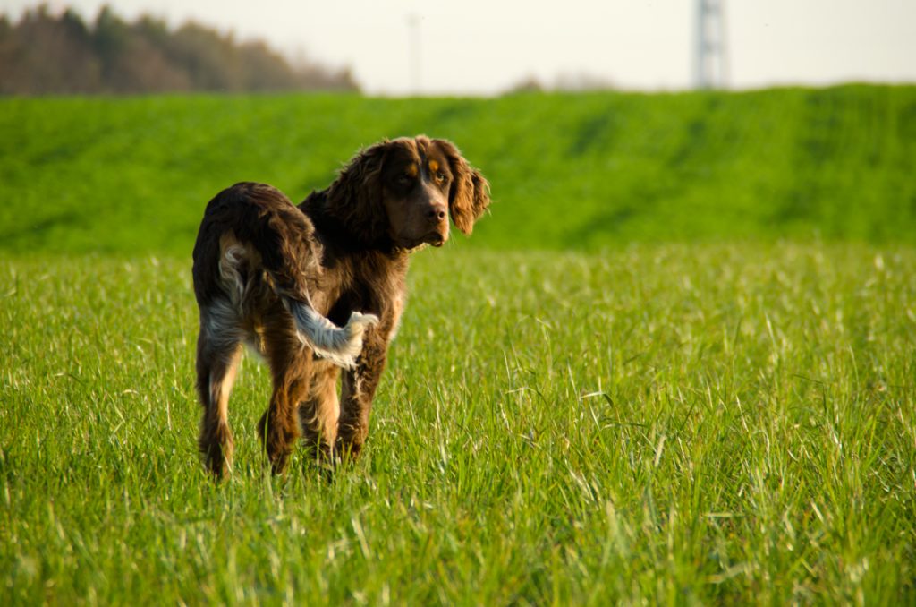 Epagneul Bleu de Picardie Dog training on grass 