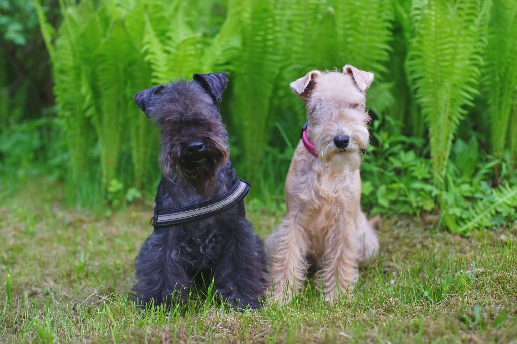 Lakeland Terrier Dog two different colours