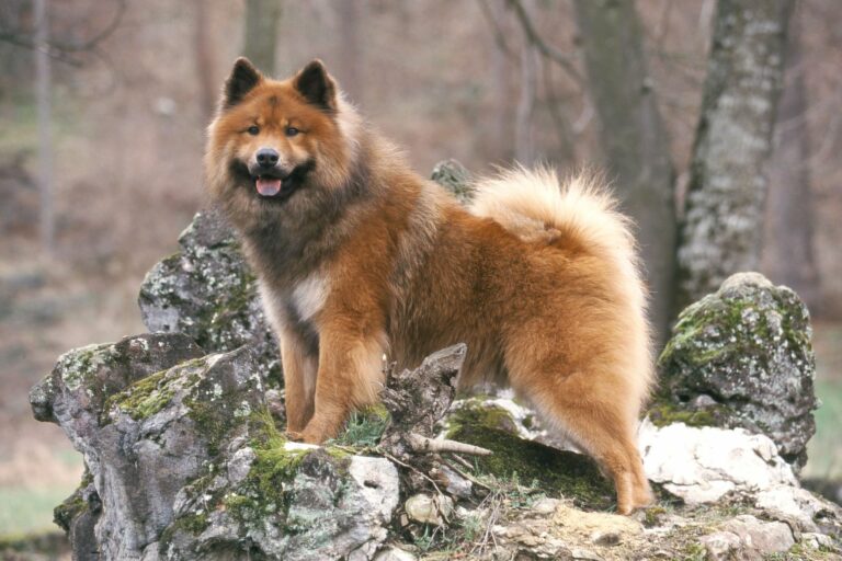 Eurasian (Eurasier) Dog mountain climb exercise 