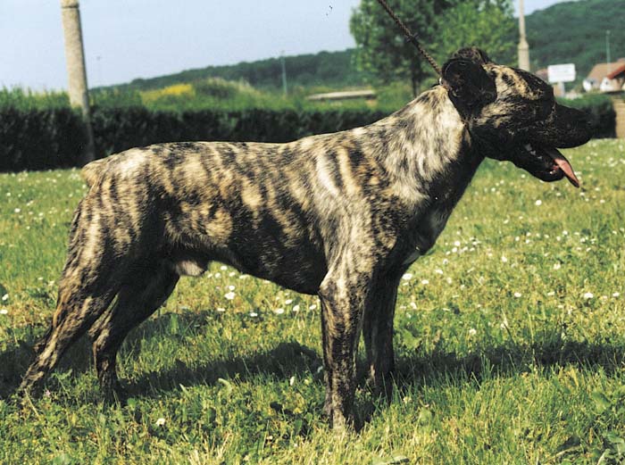 Saint Miguel Cattle Dog Dog Breed Information
