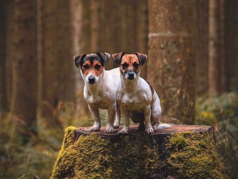 Meet the breed – Jack Russell | Skinner's