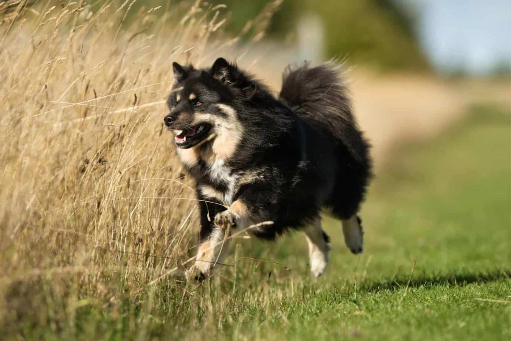 Finnish Lapphund Dog running exercise