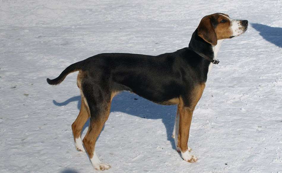 Finnish Hound Dog