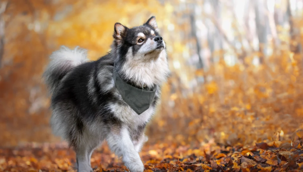 Swedish Lapphund Dog