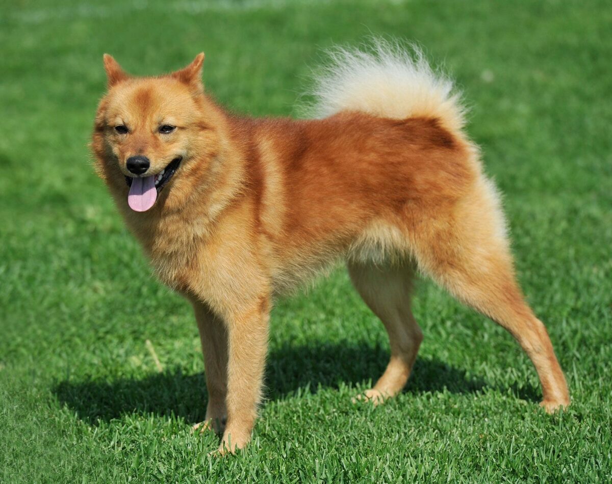 Finnish Spitz Dog Breed Information, Puppies & Breeders - Dogs Australia