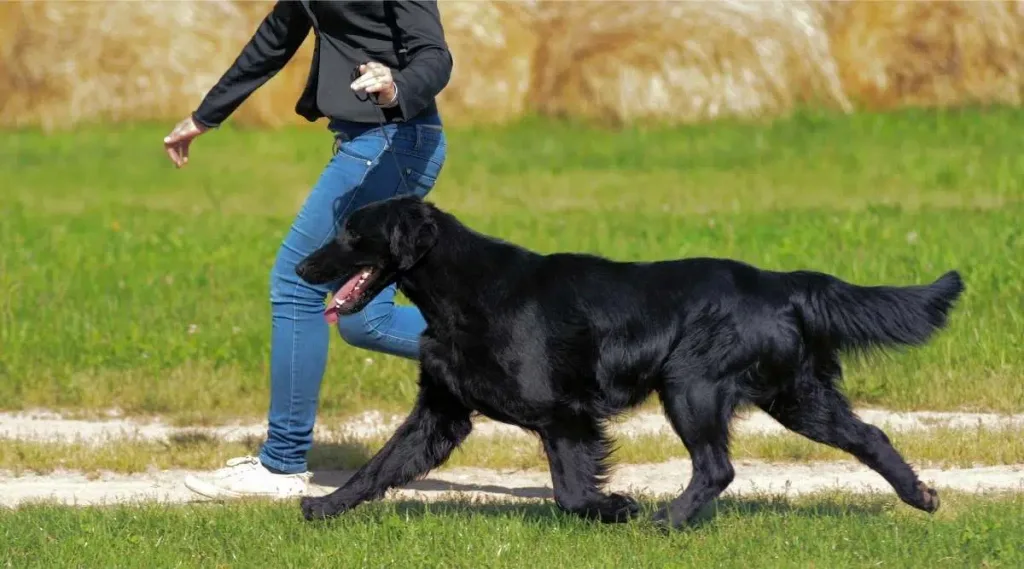 Flat Coated Retriever Dog training with owner