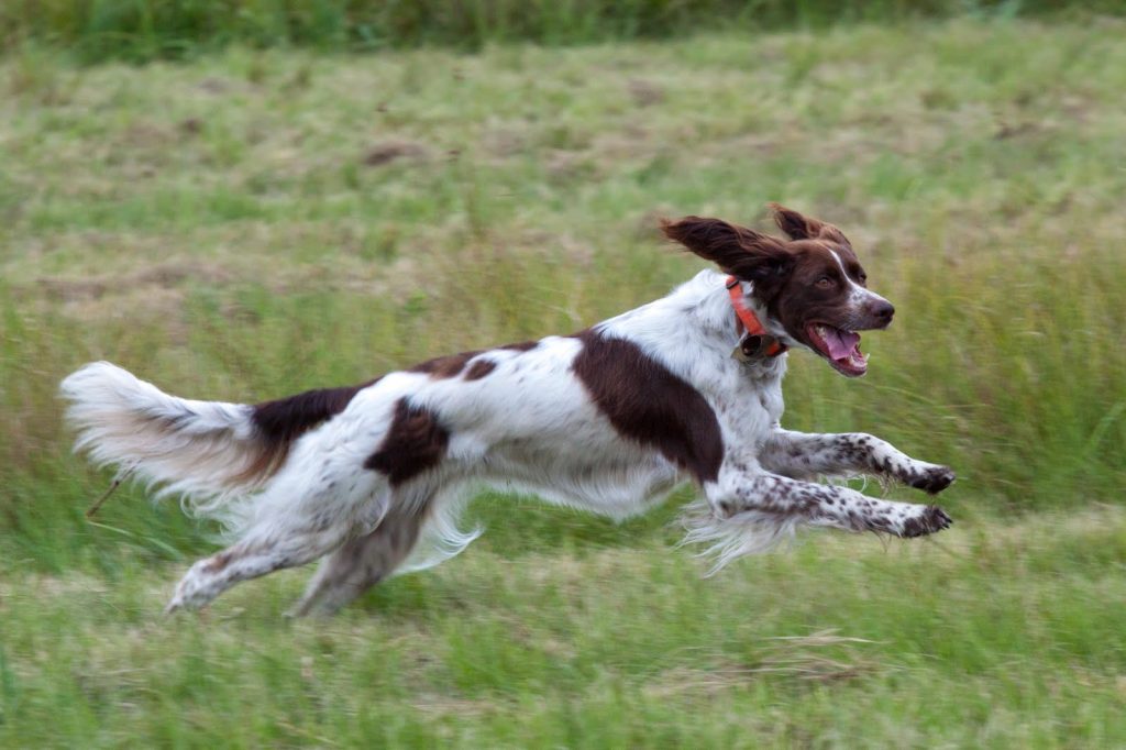 French Spaniel Dog running exercise