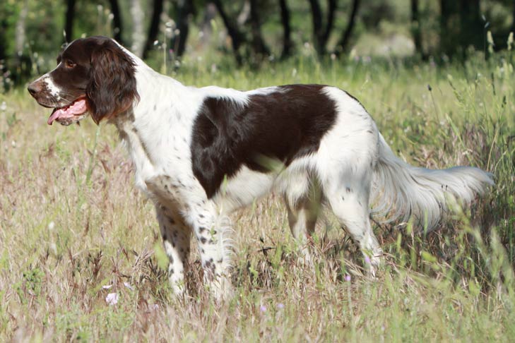 French Spaniel Dog Breed Information