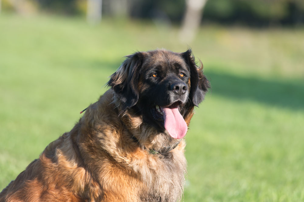 Estrela Mountain Dog