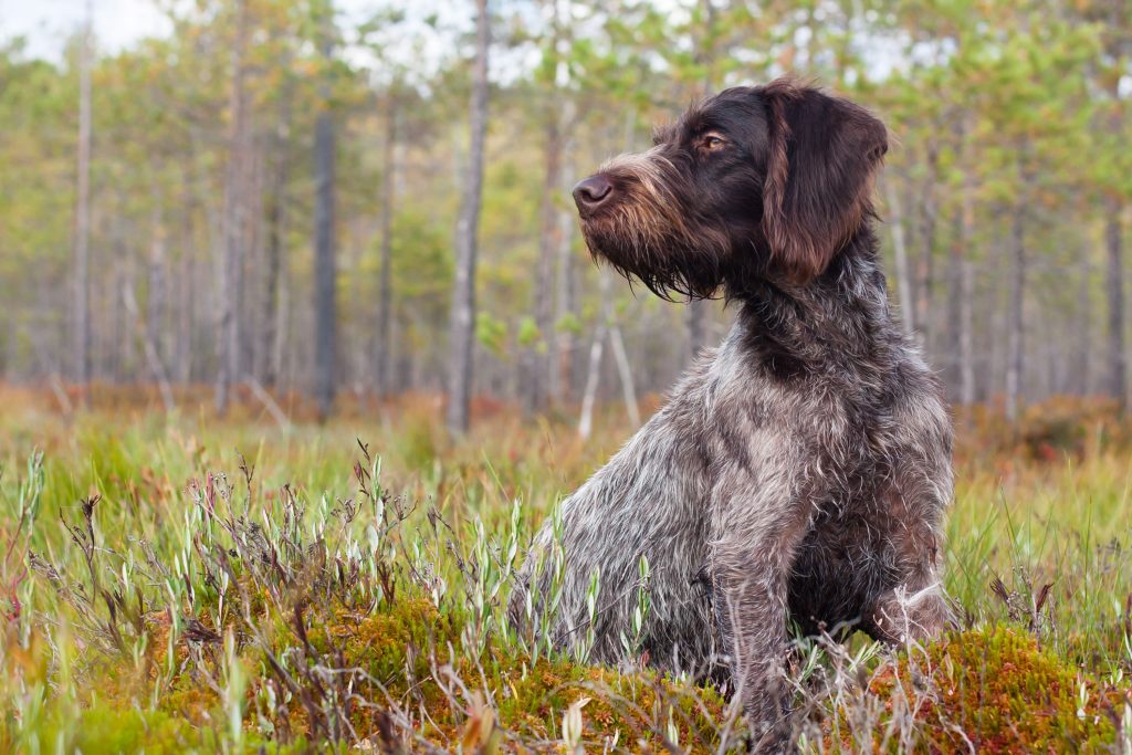 German Roughhaired Pointer Dog happy and healthy