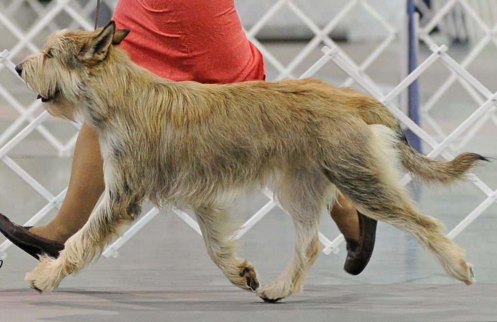 Fur Length and Colour Berger Picard Dog
