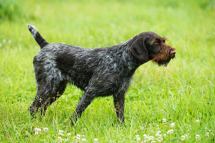 German Wirehaired Pointer Dog Breed Information