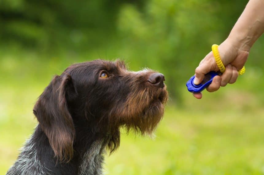 German Wirehaired Pointer Dog training with owner