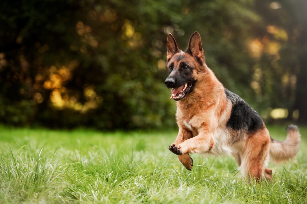 German Shepherd Dog running exercise 