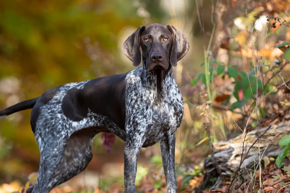 German Shorthaired Pointer Breed Guide & Insurance Coverage