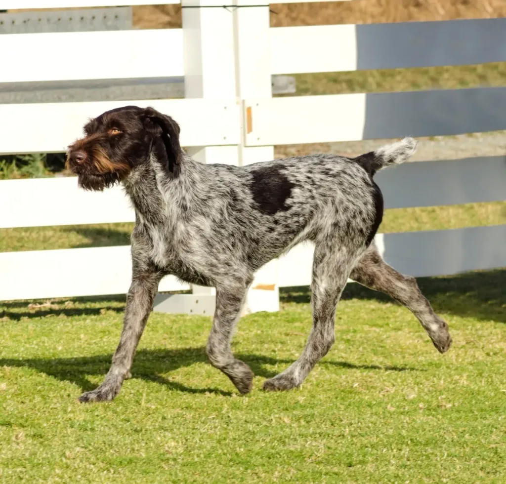 German Pointer (Wire-haired) Dog beautiful looking