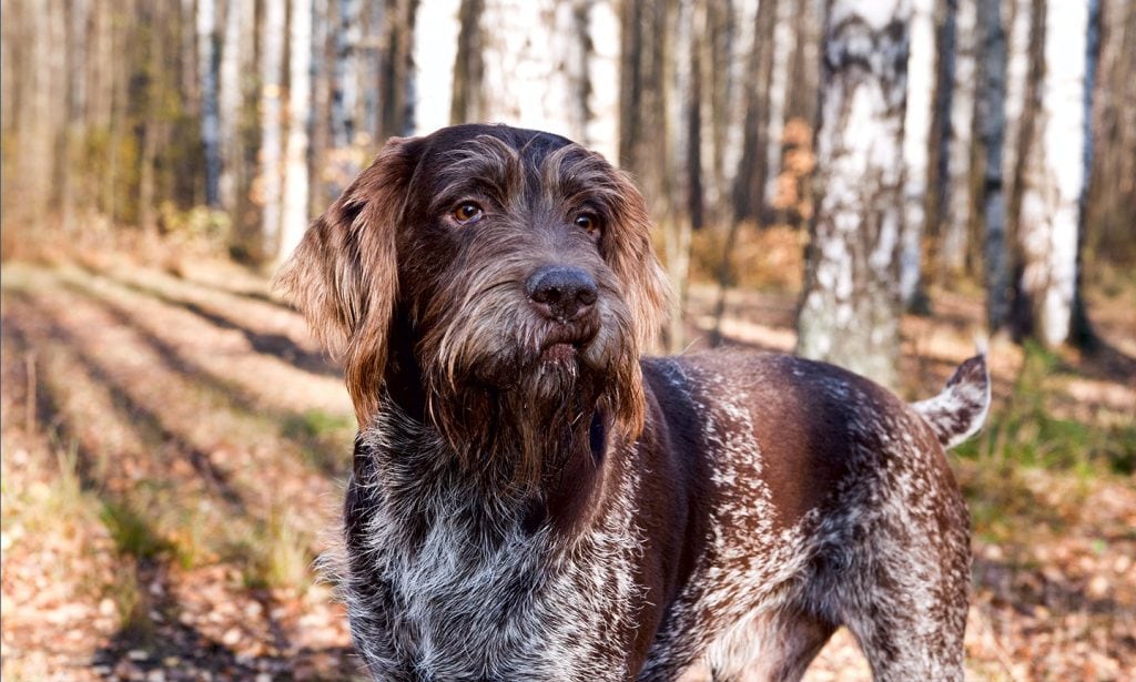 German Wirehaired Pointer Dog health and happy condition