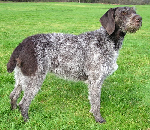 German Roughhaired Pointer Dog Breed Information