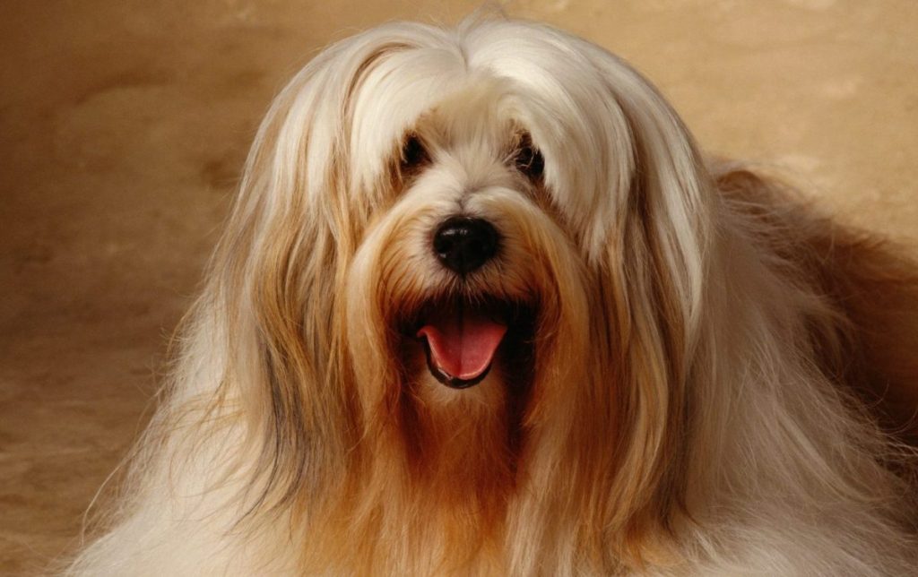 Tibetan Terrier Dog Alternative category