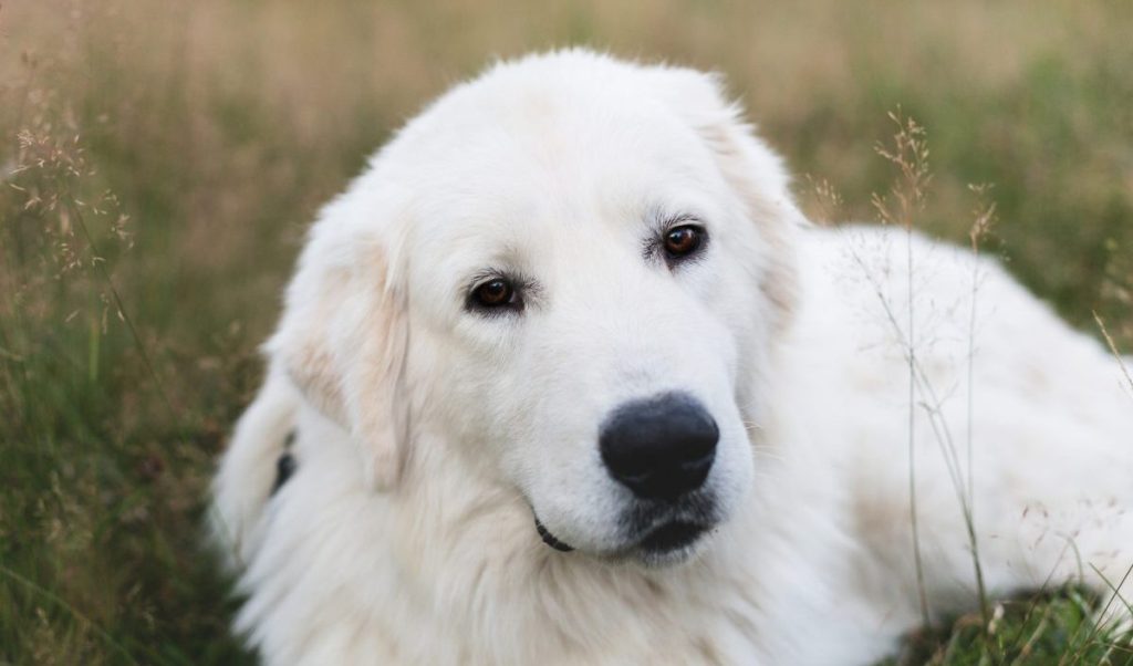 Maremma Sheep dog different sizes