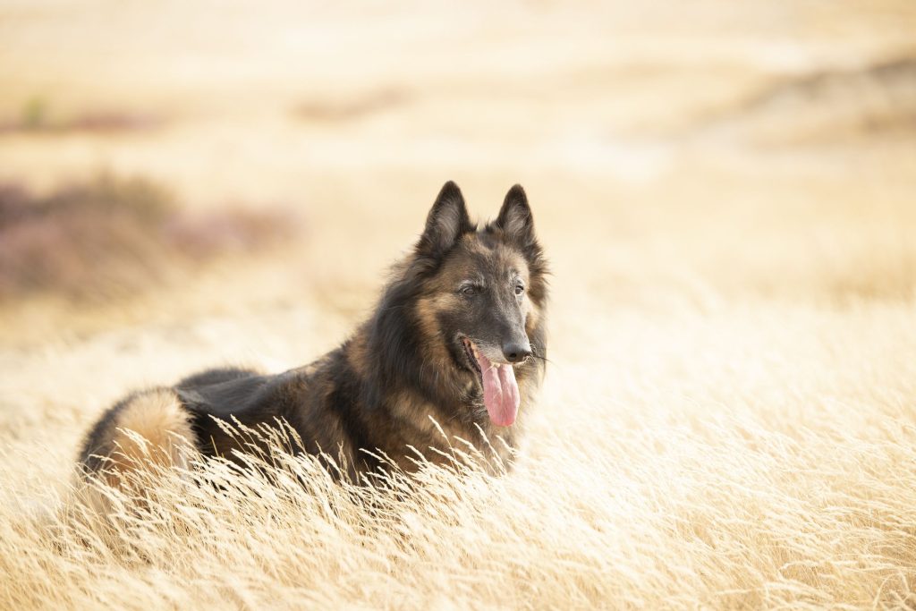 Belgian Shepherd Dog(Tervueren) Dog regular size