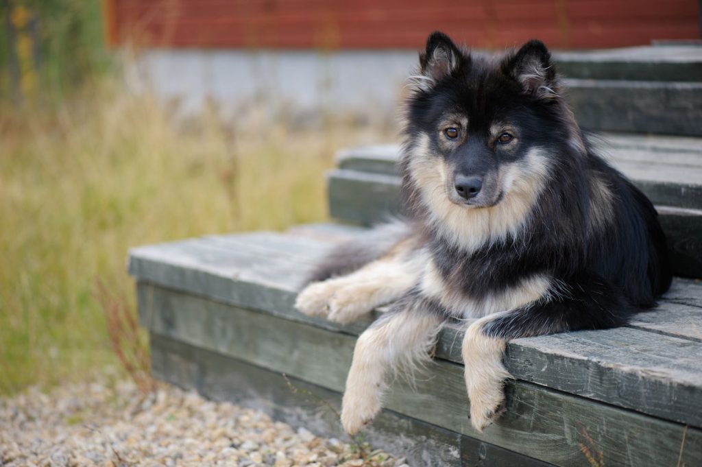 Finnish Lapphund Dog good and happy healthy 