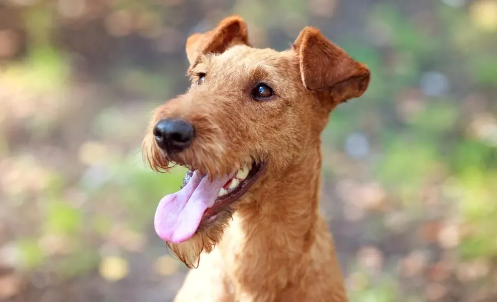 Irish Terrier Dog Breed Information & Characteristics