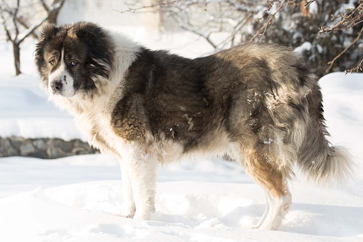 Caucasian Shepherd Dog Dog Breed Information