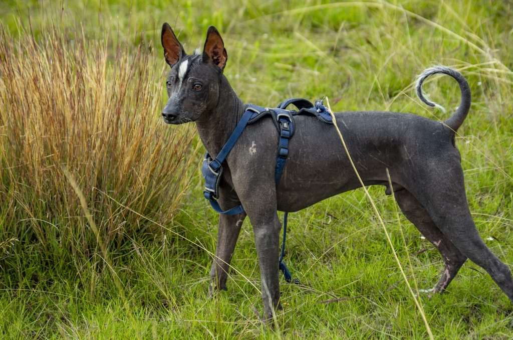 Peruvian Inca Orchid Dog ready for training